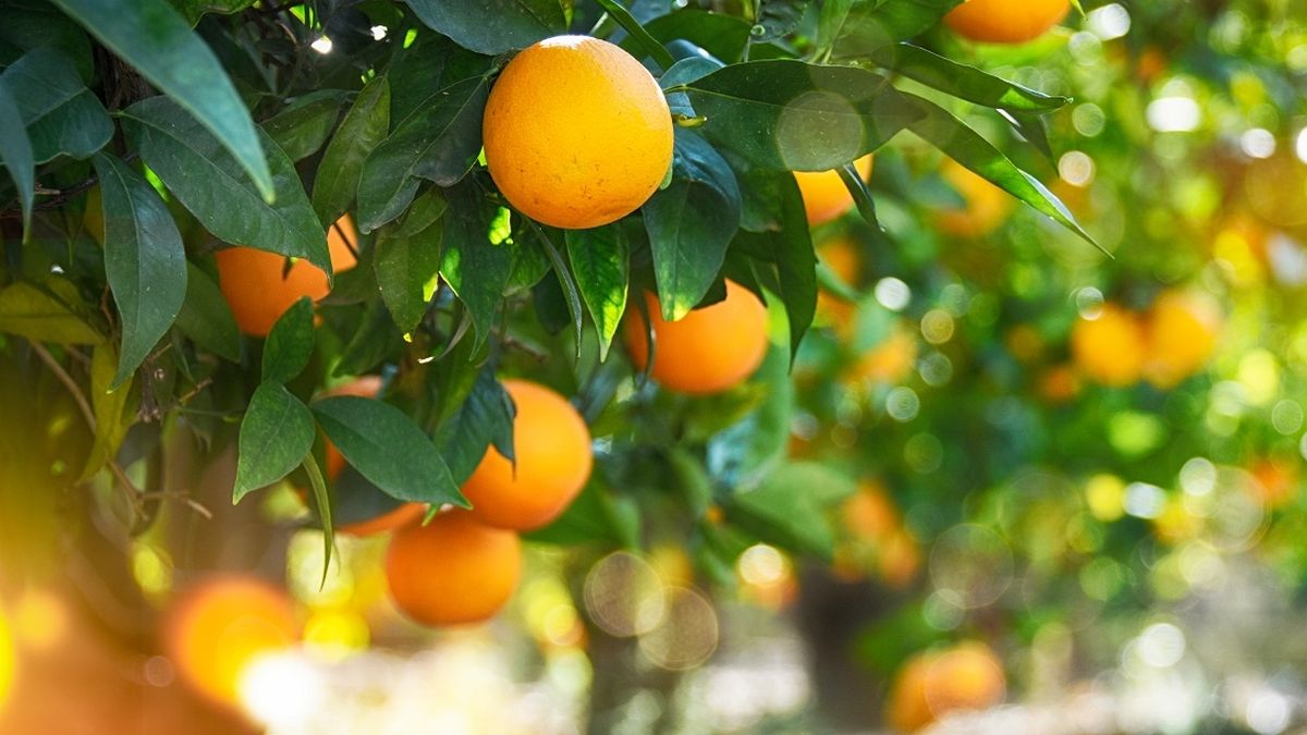 Orangen, Zitronen und Diverse
