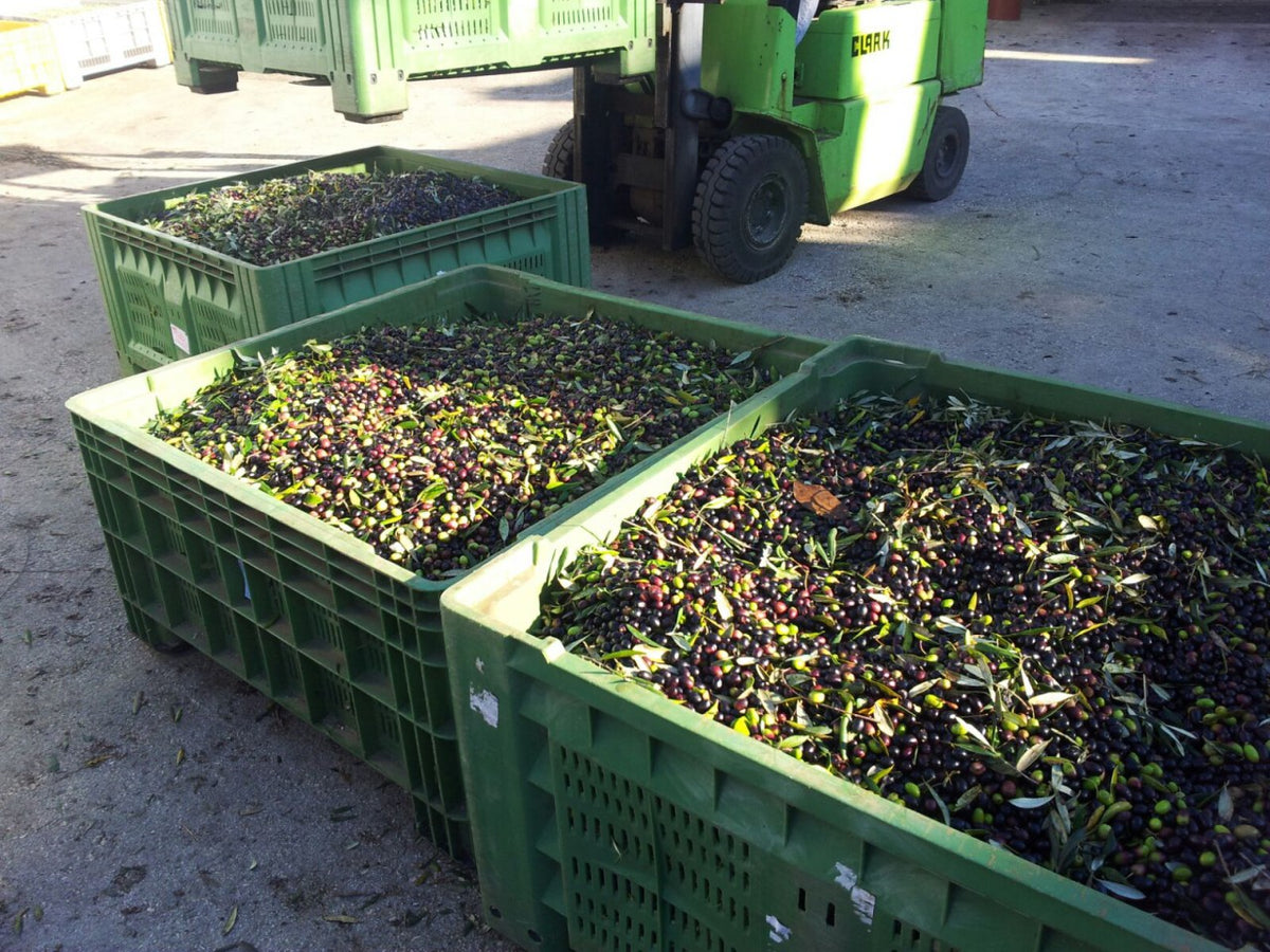 Soleegusto-5 Liter Olivenöl Extra Vergine - kaltgepresst - in Aludose--img x