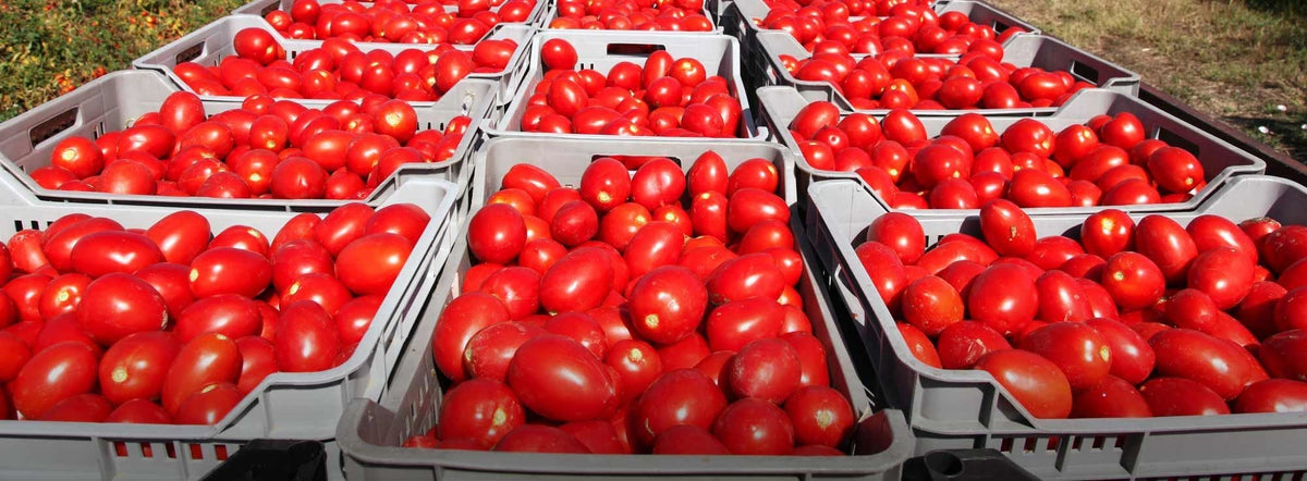 Paté di pomodori secchi