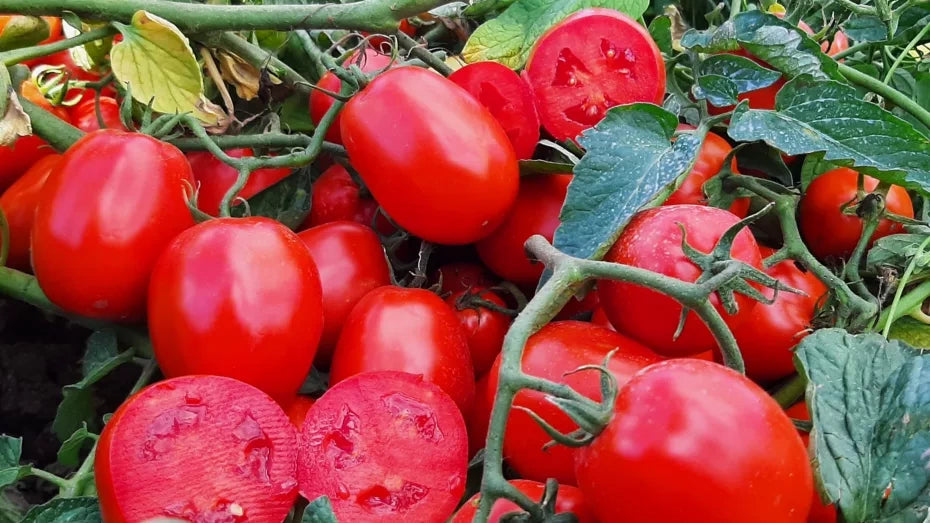 Paté di pomodori secchi