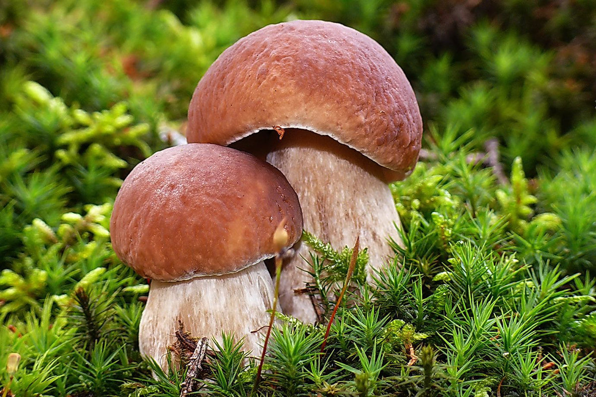 Soleegusto-Porcini secchi 500g - getrocknete Steinpilze in ganze Scheiben--bild steinpilze