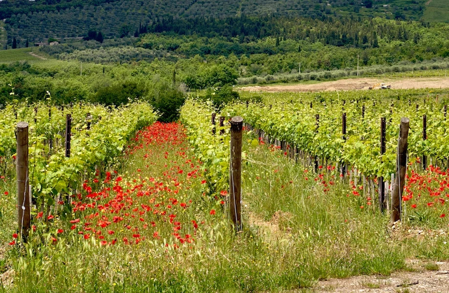 Casa Ceccatelli Chianti Riserva DOCG Bio – 0,75 l
