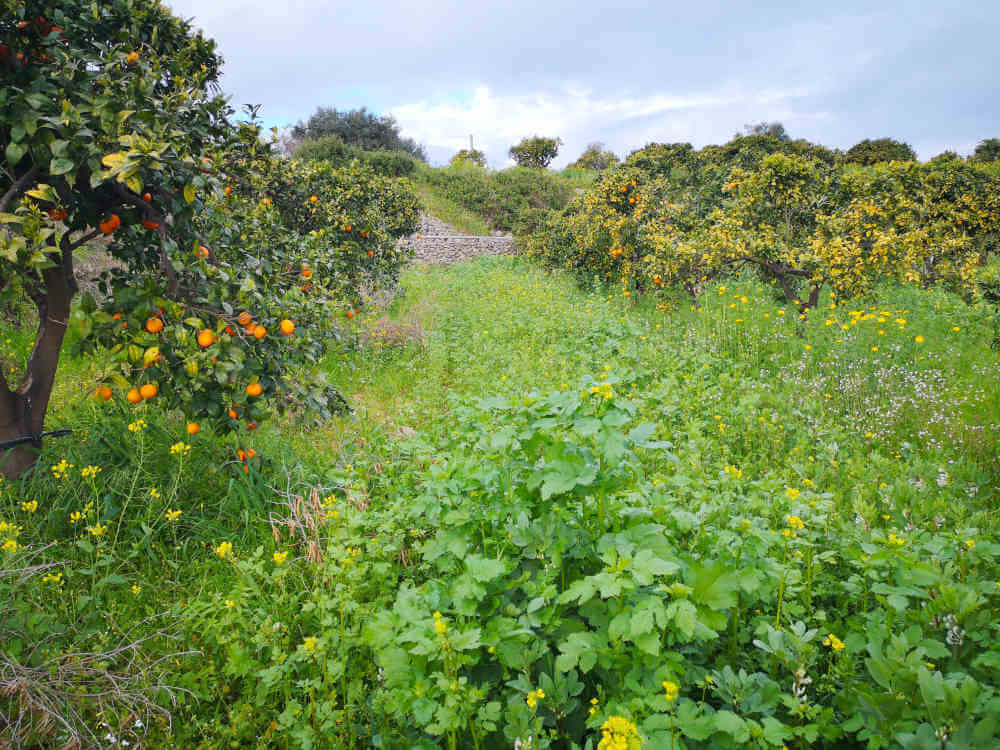 Orangen Tarocco aus Sizilien - Demeter