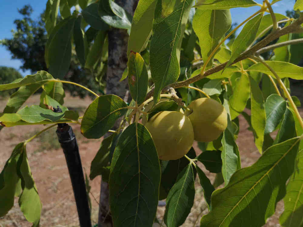 3.3kg Zitronen aus Sizilien in Kiste - Bio