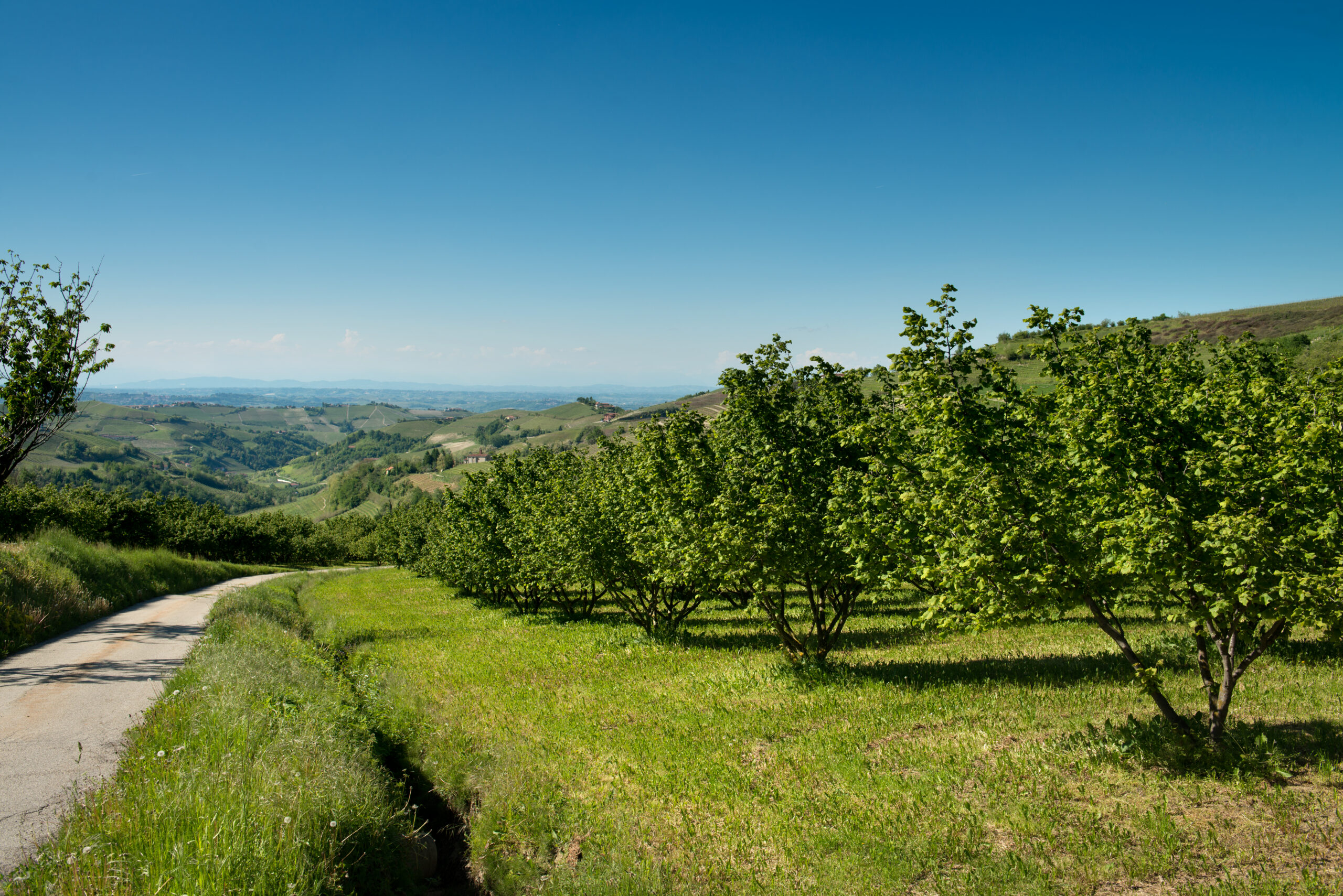 Soleegusto-10 x 500g Nocciole Bio del Piemonte – rohe Bio-Haselnüsse aus dem Piemont, vakuumiert--alta langa hills scaled