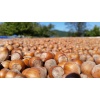 Soleegusto-10 x 500g Nocciole Bio del Piemonte – rohe Bio-Haselnüsse aus dem Piemont, vakuumiert--essicazione scaled