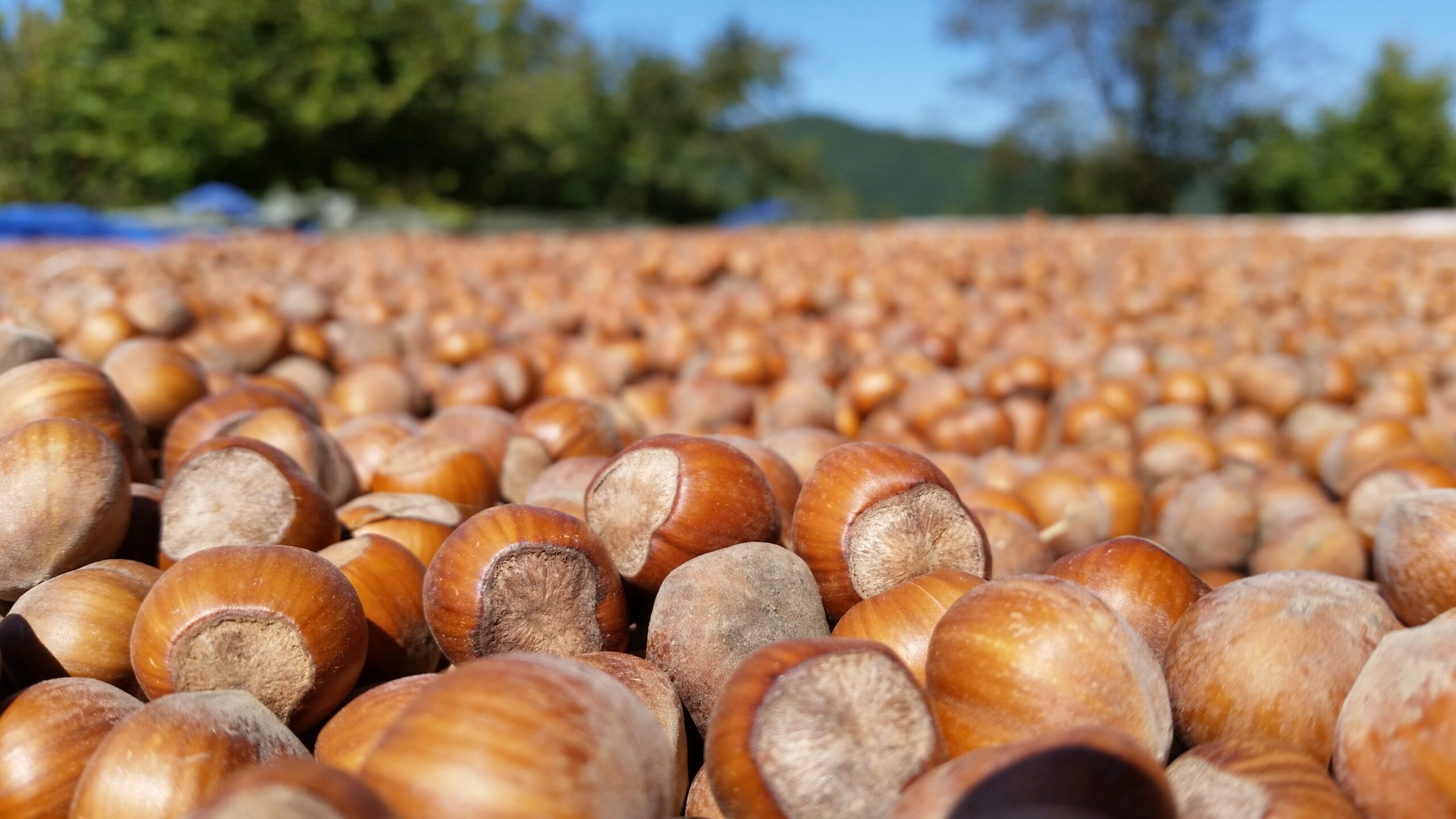 Soleegusto-10 x 500g Nocciole Bio del Piemonte – rohe Bio-Haselnüsse aus dem Piemont, vakuumiert--essicazione scaled